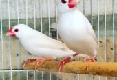 White jawa breeder pair available in burewala