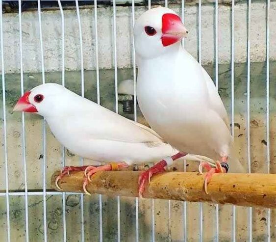 White jawa breeder pair available in burewala