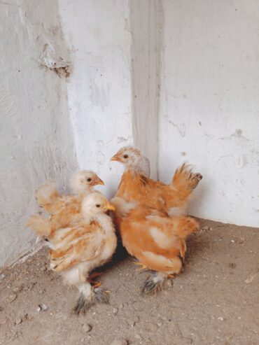 Porcelain bantam pathay