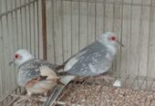 Red pied breeder pair