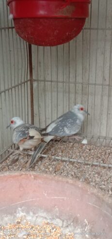 Red pied breeder pair