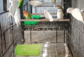 Mix Love Birds Breedrs Nd Ready To Breed