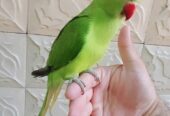 Green ringneck parrot handtame