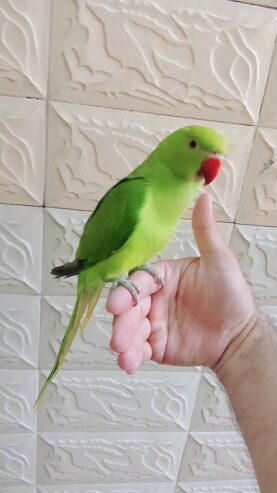 Green ringneck parrot handtame