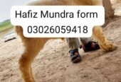 Hafiz Mundra form