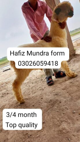 Hafiz Mundra form