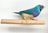 LADY GOULDIAN GOLDIAN PAIRS