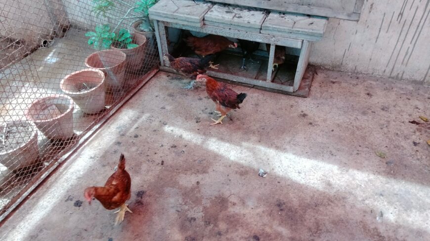 RIR, Austrolop, Bantam chiks