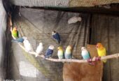 Lovebirds, dove, Lady Gouldian, White Jave, Pegion Full Setup Only For Karachi