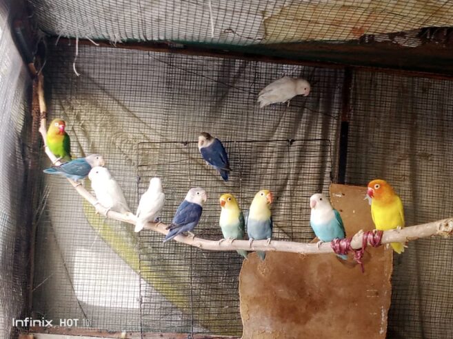 Lovebirds, dove, Lady Gouldian, White Jave, Pegion Full Setup Only For Karachi