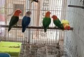 Mix Love Birds Breedrs Nd Ready To Breed