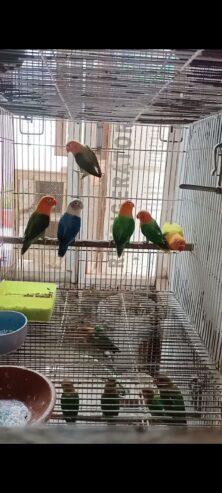 Mix Love Birds Breedrs Nd Ready To Breed