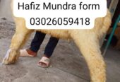 Hafiz Mundra form