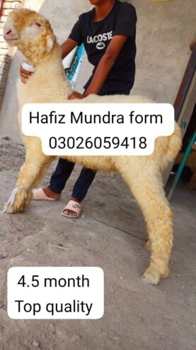 Hafiz Mundra form