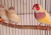 Lovebirds, dove, Lady Gouldian, White Jave, Pegion Full Setup Only For Karachi