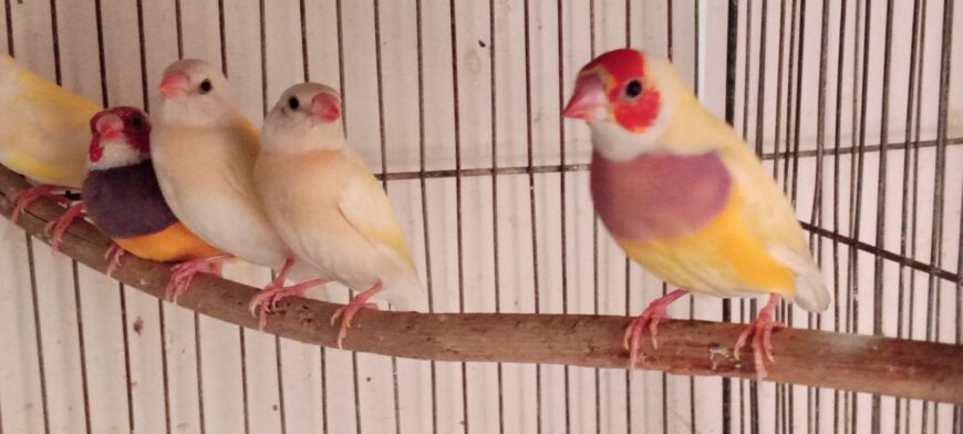 Lovebirds, dove, Lady Gouldian, White Jave, Pegion Full Setup Only For Karachi