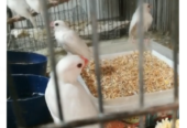 Lovebirds, dove, Lady Gouldian, White Jave, Pegion Full Setup Only For Karachi