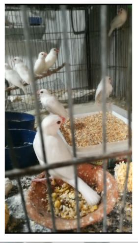 Lovebirds, dove, Lady Gouldian, White Jave, Pegion Full Setup Only For Karachi