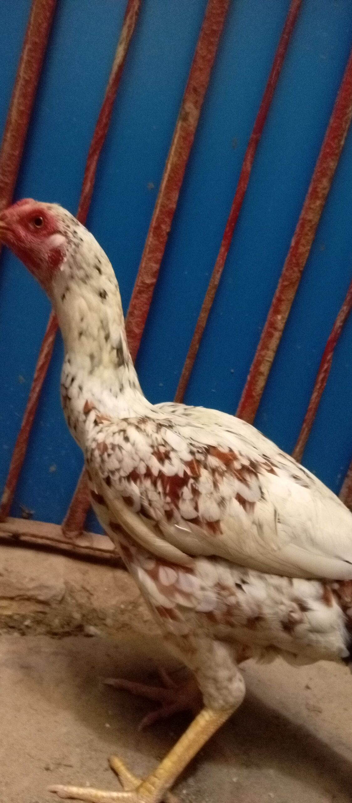Apni Ghar ke murgi