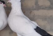 Black Helmet pigeon