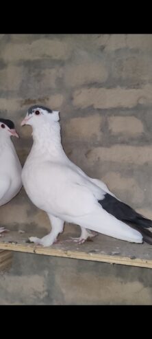 Black Helmet pigeon