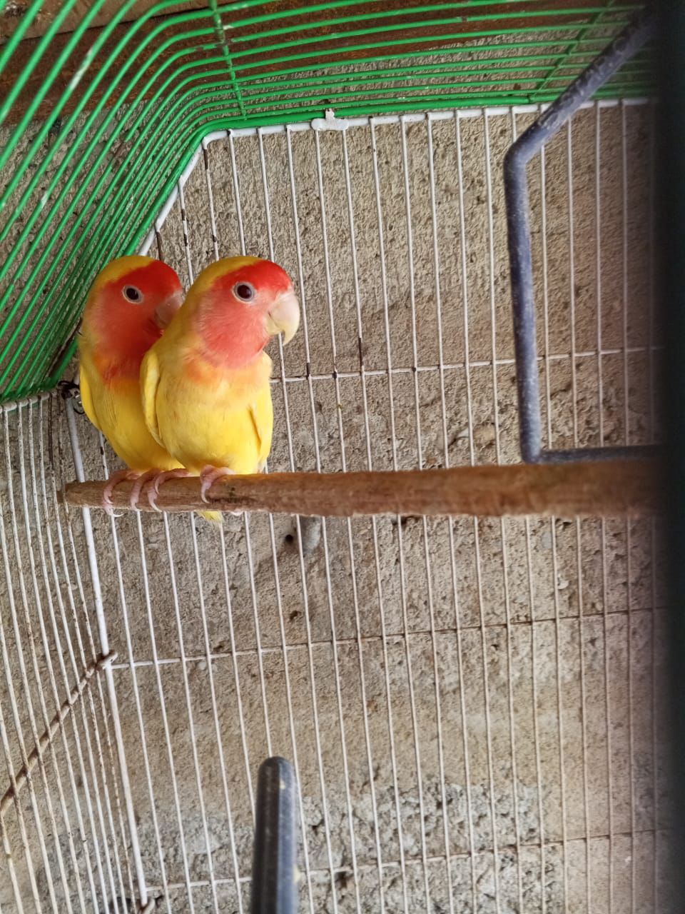 Common lotinoo sebling pair