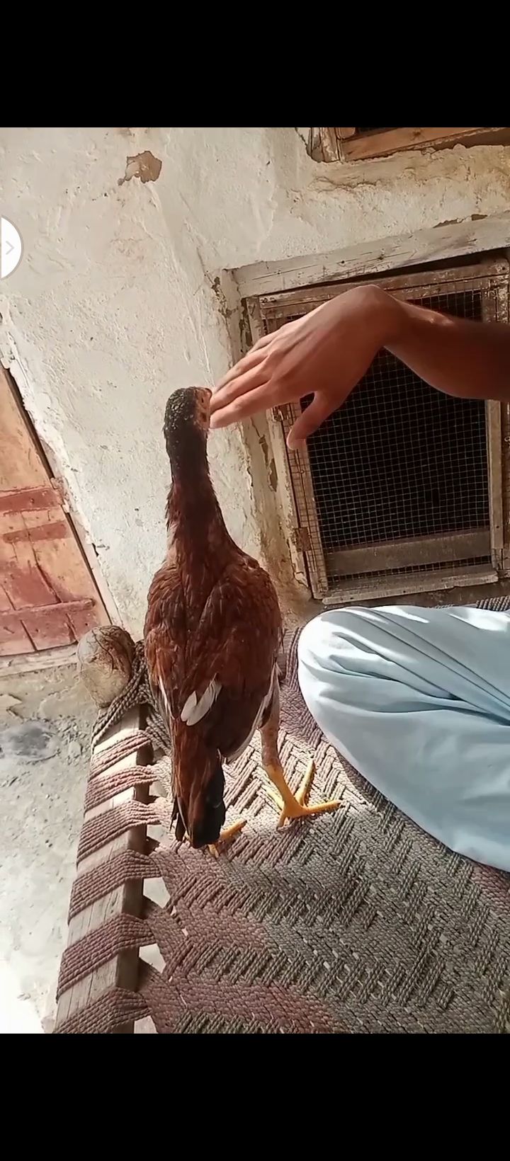 Aseel pathi patha