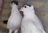 Black Helmet pigeon