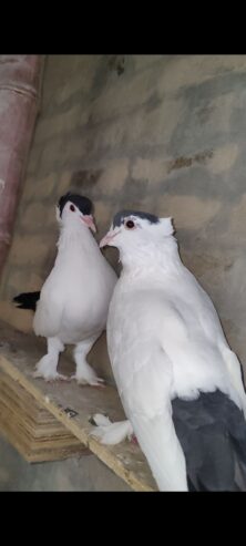 Black Helmet pigeon