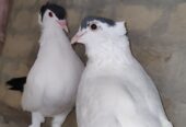 Black Helmet pigeon