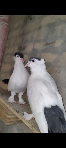 Black Helmet pigeon