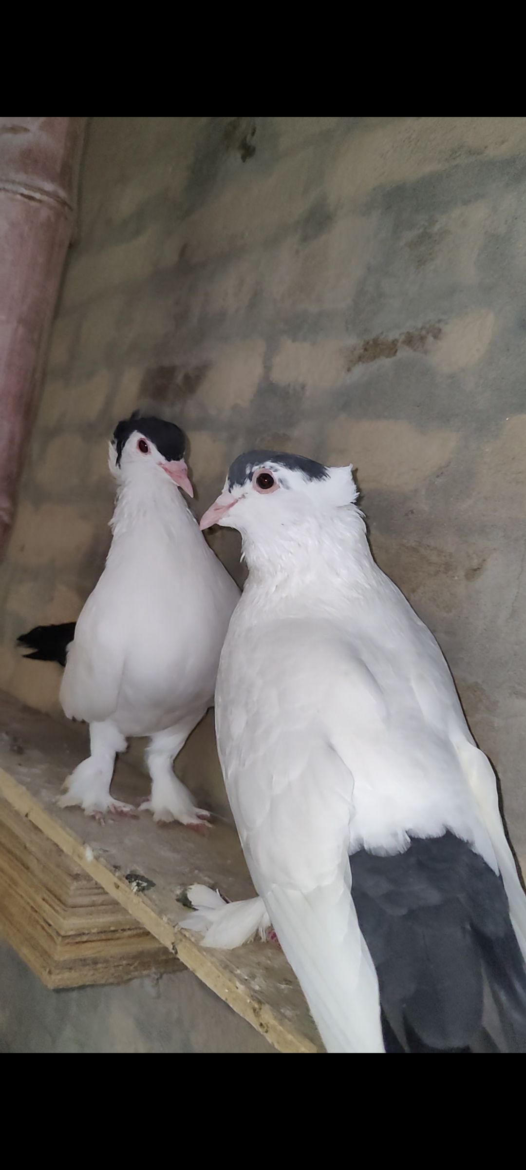 Black Helmet pigeon