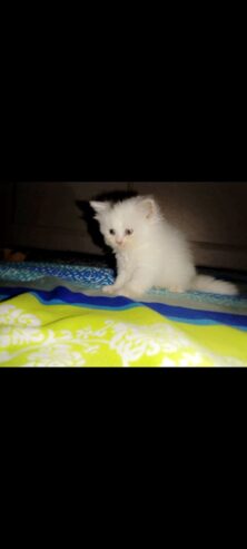 pure persian long coat kitten