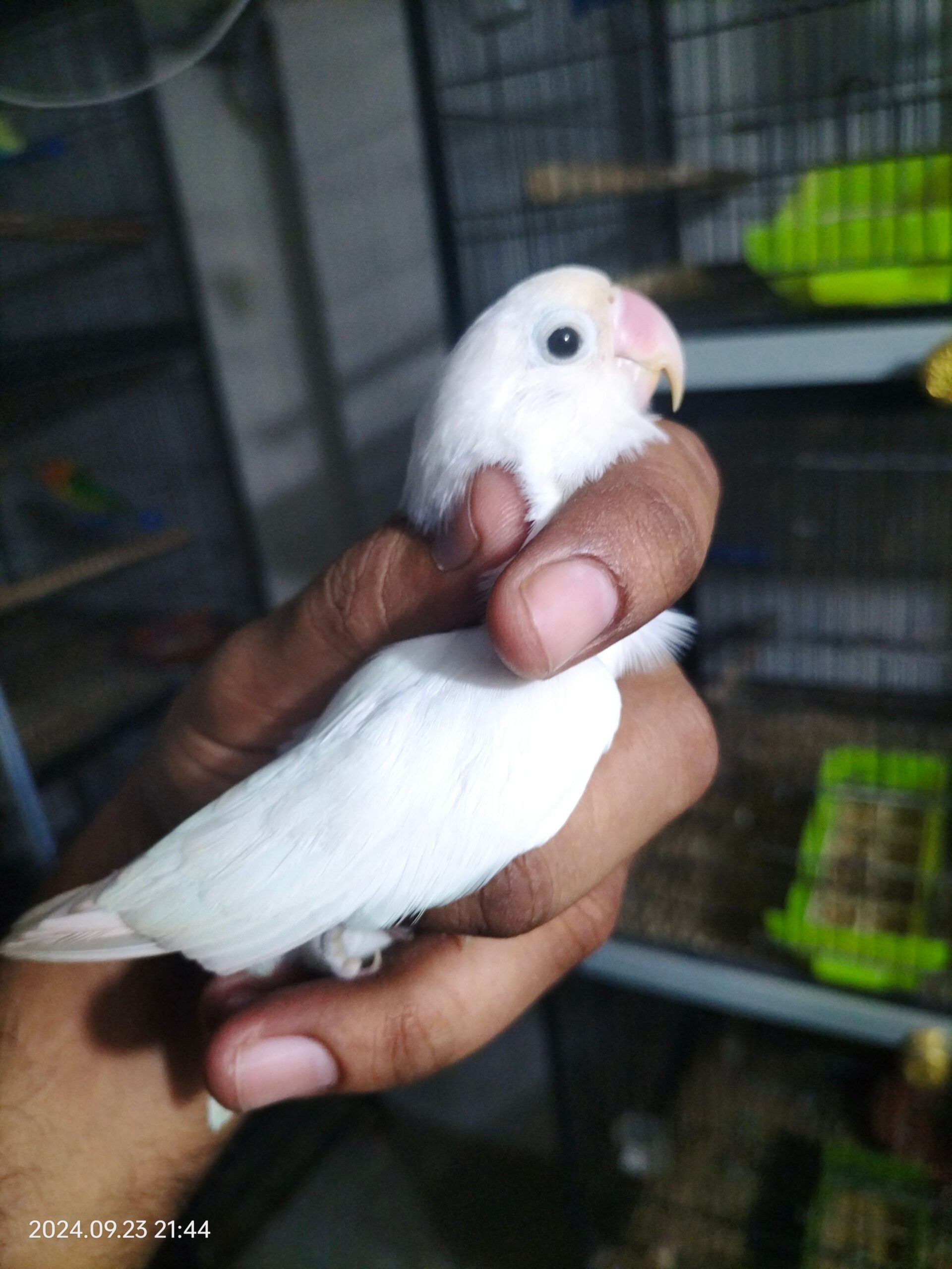 Albino black eye split of red eye