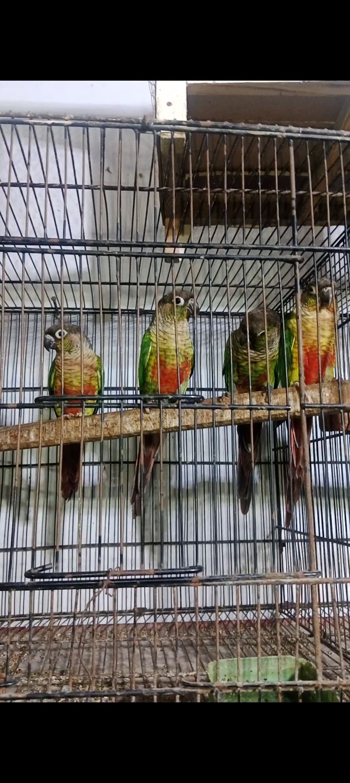 Chick Conor breeder pair for sale