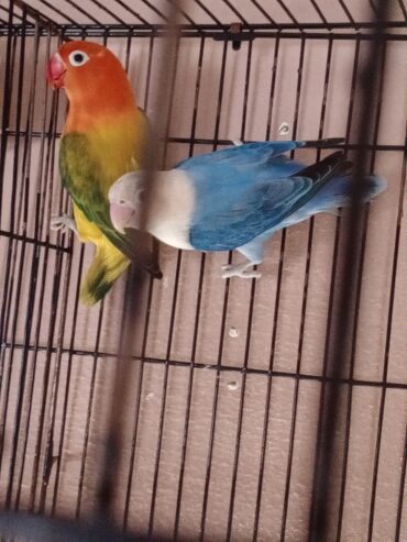 Lovebird