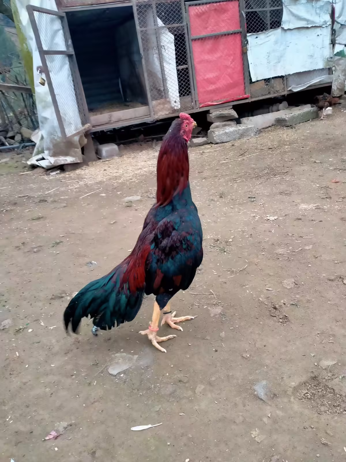 minwali lakal muska