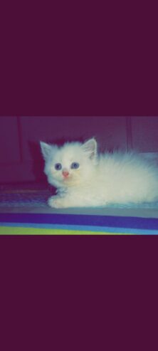 pure persian long coat kitten