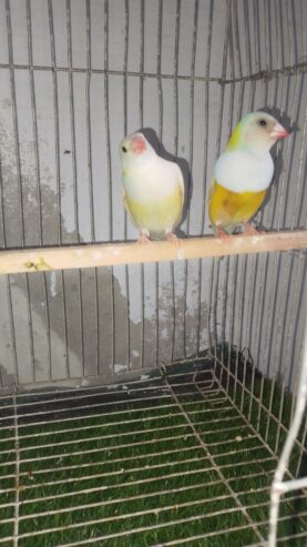 Common & Lutino Gouldian Finches