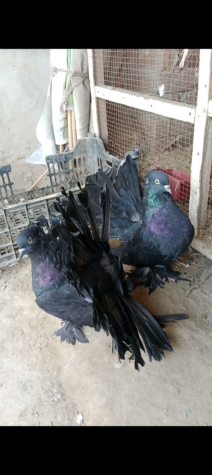 American jet black breeder pair