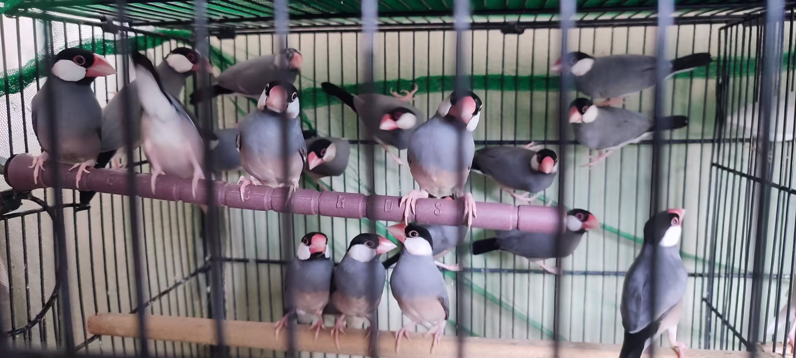Java sparrow