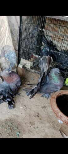 Chocolate American breeder pair for sale