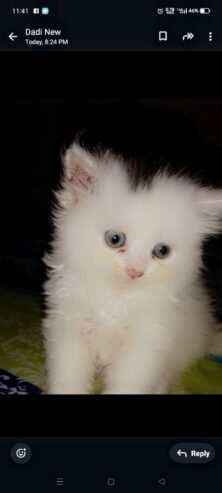 pure persian long coat kitten