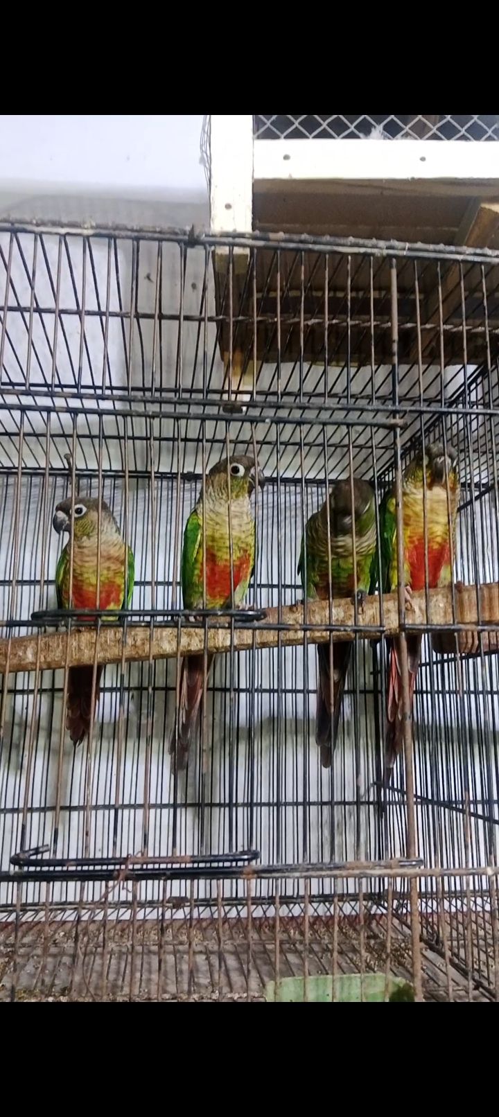 Chick Conor breeder pair for sale