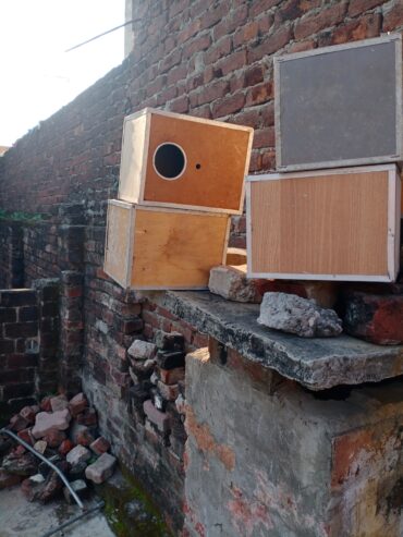 Lovebirds box