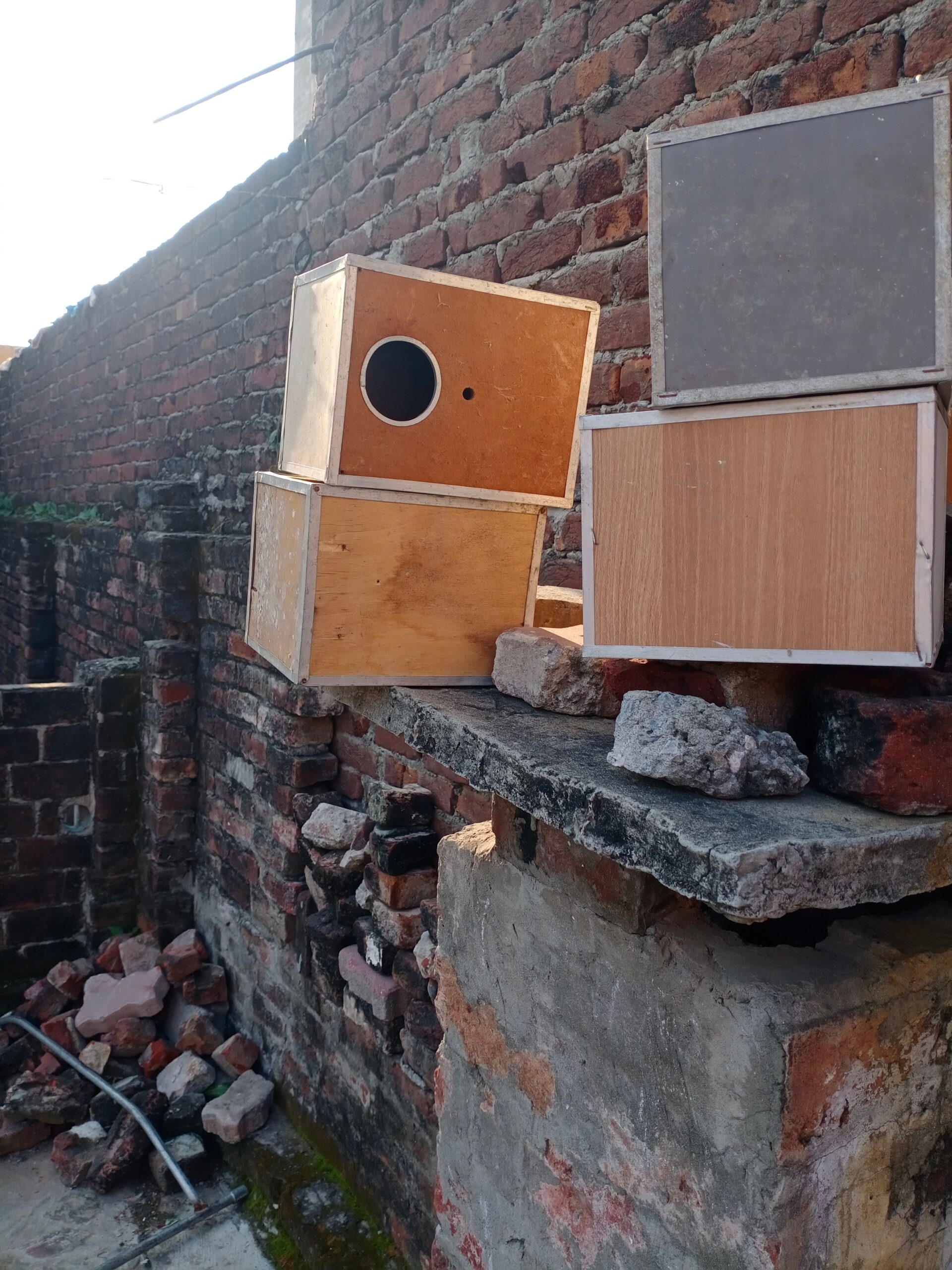 Lovebirds box