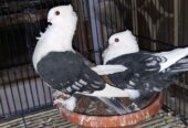 Fancy pigeons for sale