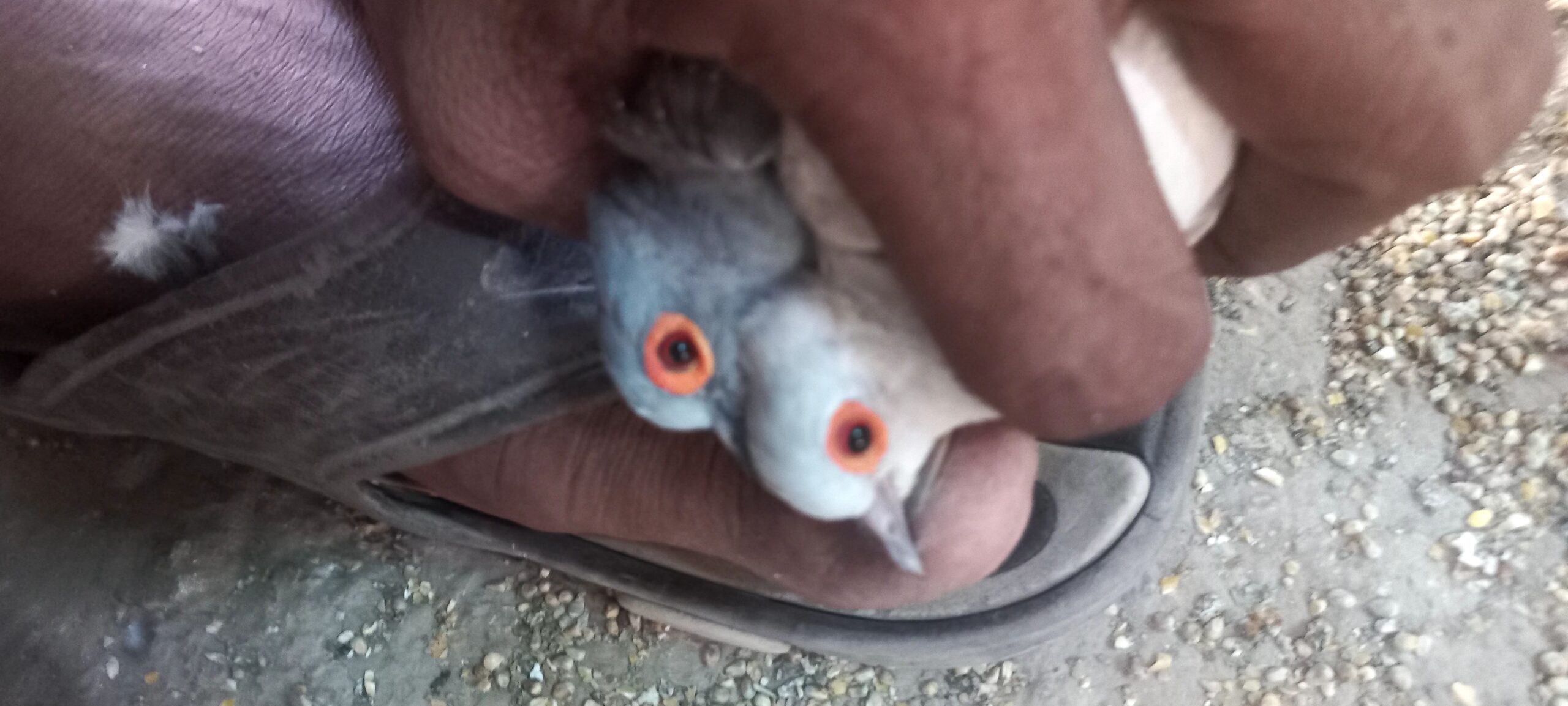 China dove