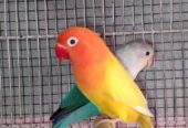 Love Bird Breeder Pair