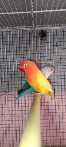 Love Bird Breeder Pair